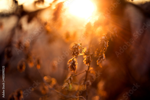 golden hour leaves 