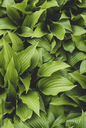 nature green  leaves background