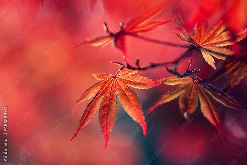 red maple leaves red maple leaves