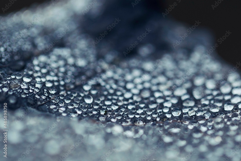 drops on a leaf drops on a leaf