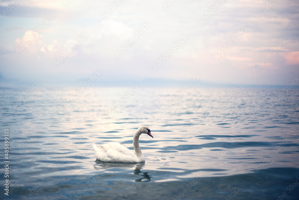 Fototapeta premium swan in the lake