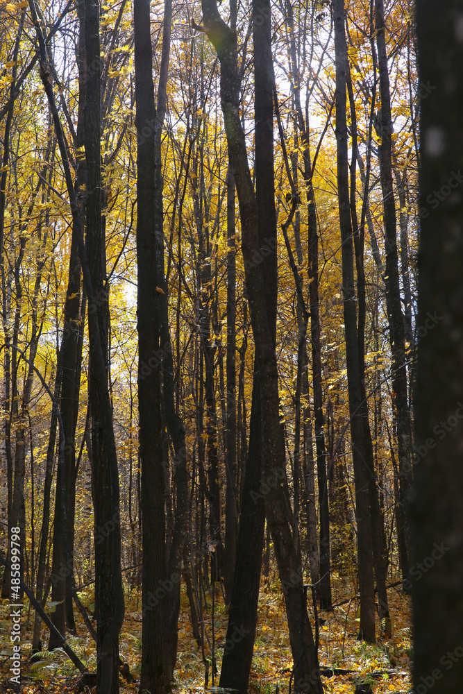 blurred background, autumn forest on a sunny day