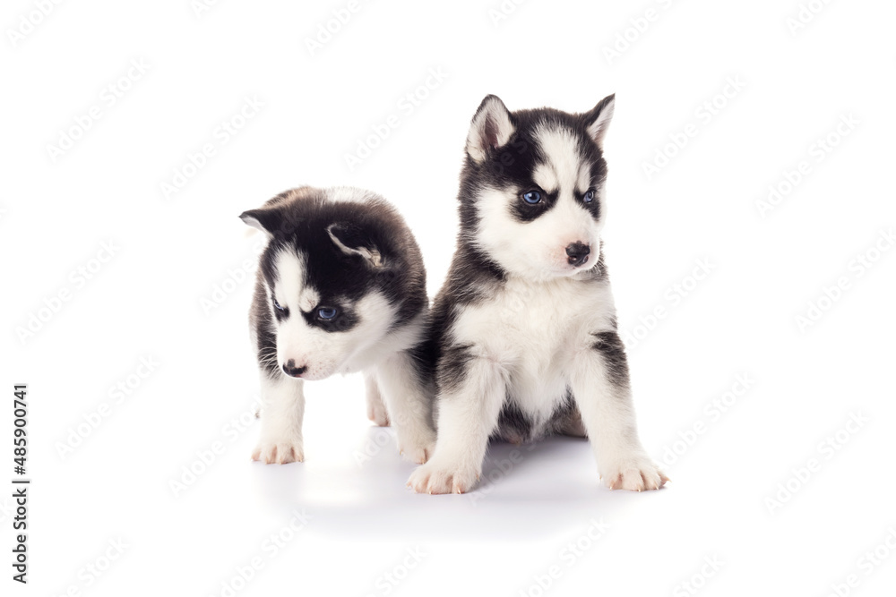 Purebred Siberian Husky puppies with blue eyes isolated on white background