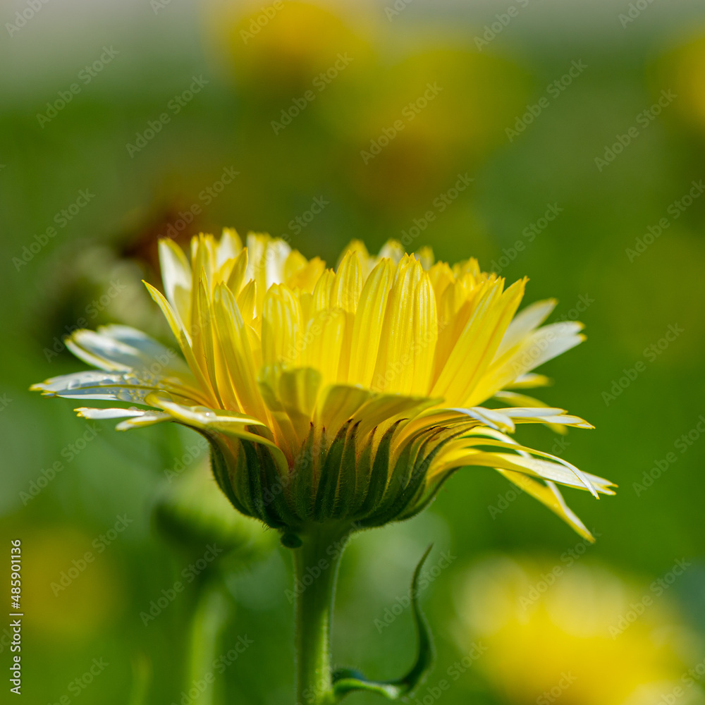 Yellow calendula flower on a blurred background.