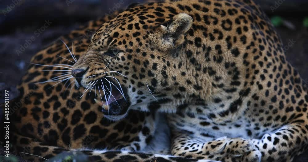 Portrait of an angry leopard in the forest in slow motion