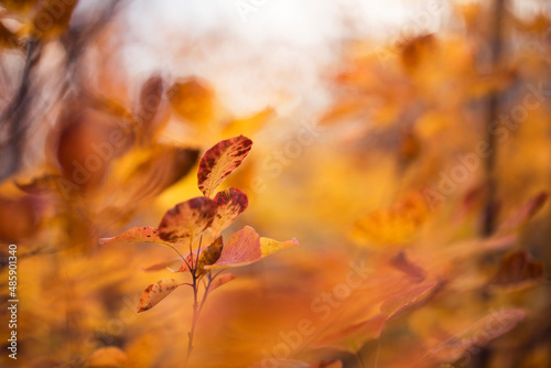 autumn leaves in the forest