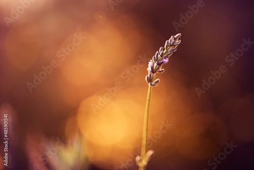 lavender flower at sunset