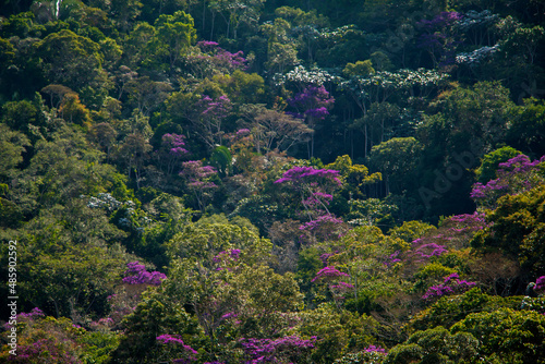 Flowers in the forest landscape