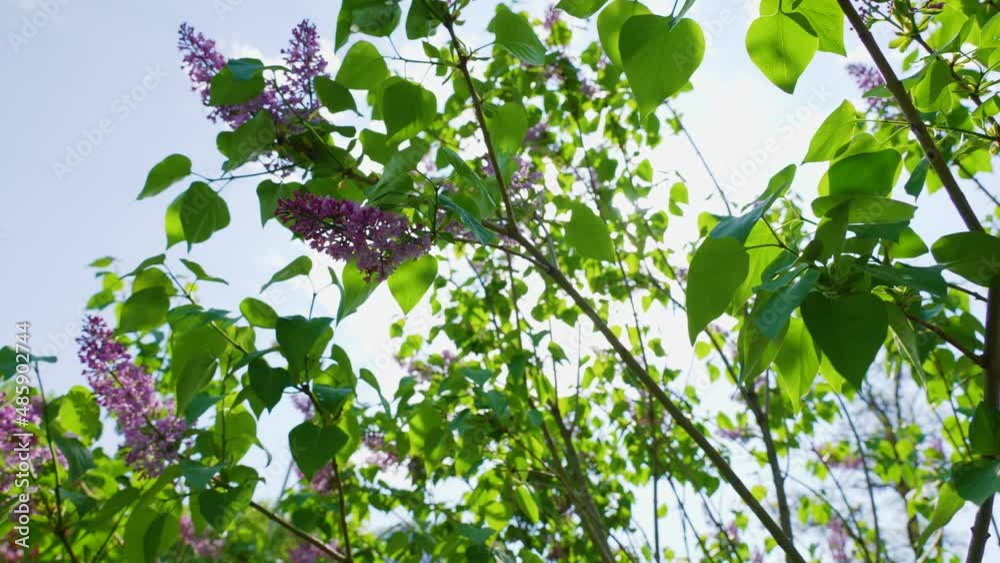 Closeup view slow motion 4k stock video footage of fresh branches of lilac tree blooming with cute pastel violet tiny flowers isolated on blurry green bokeh and sunny blue sky background