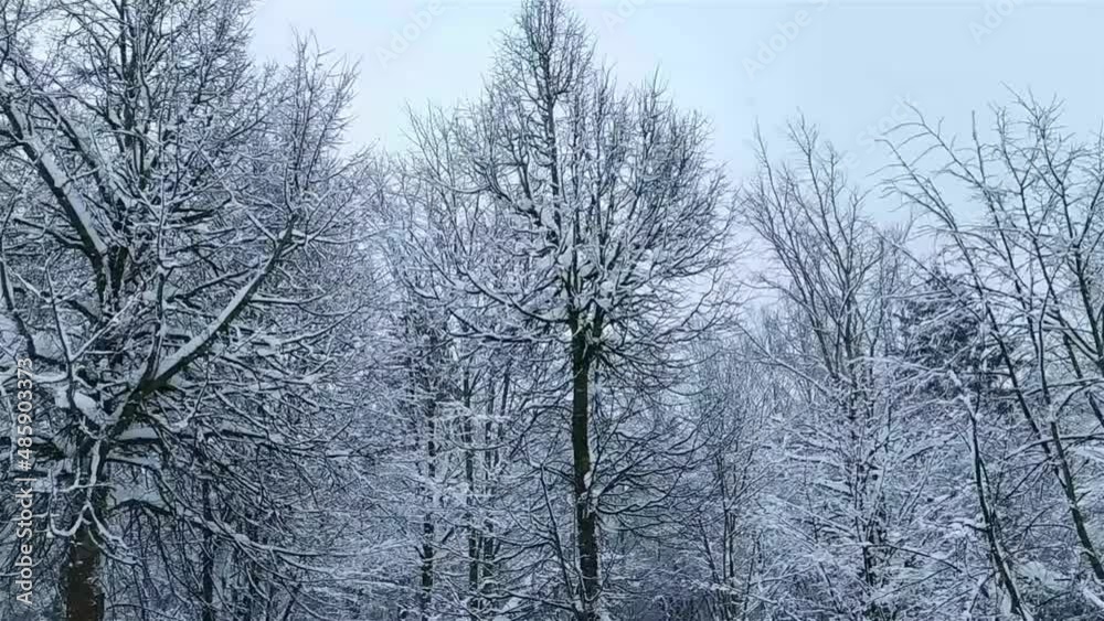 snowfall in the park with trees on which snow settles snowfall in the park with trees on which snow settles