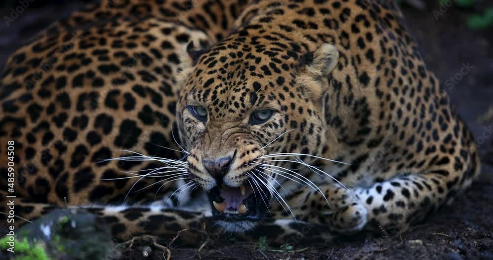 Portrait of an angry leopard in the forest in slow motion