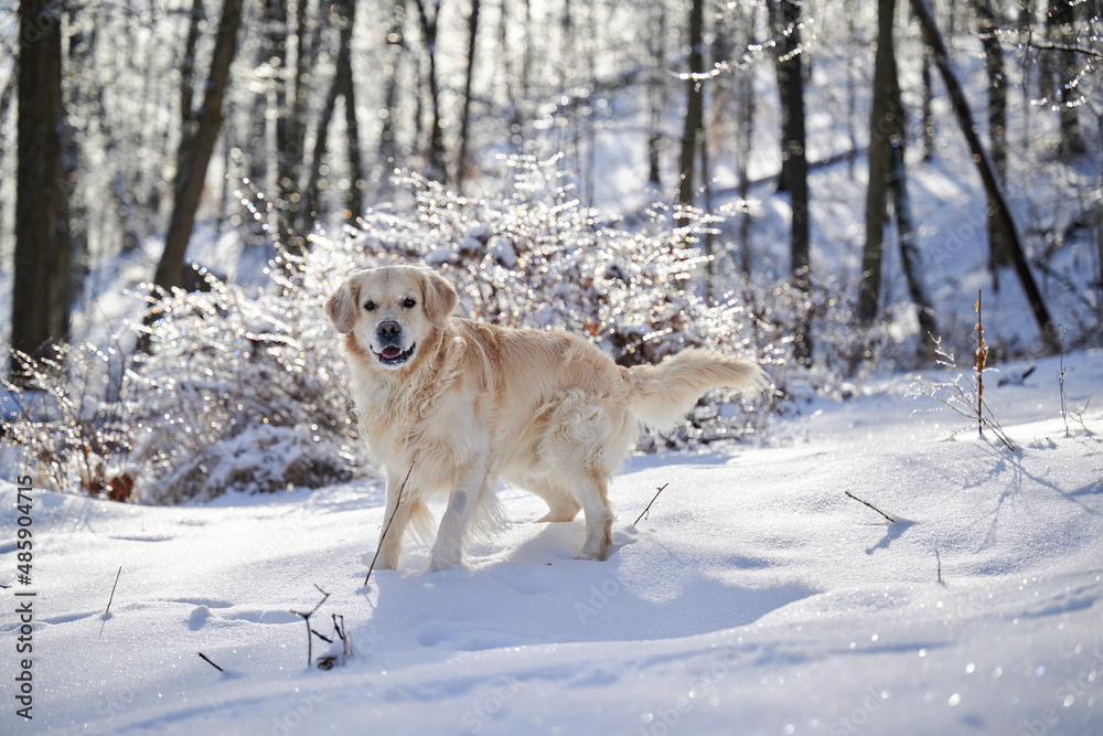SEWICKLEY, PA, USA - FEBRUARY 6TH 2022: A 5-year old male Golden Retriever dog is hiking up the hills of Western Pennsylvania. The winter forest is covered in snow and the icicles shine in the sun. SEWICKLEY, PA, USA - FEBRUARY 6TH 2022: A 5-year old male Golden Retriever dog is hiking up the hills of Western Pennsylvania. The winter forest is covered in snow and the icicles shine in the sun.