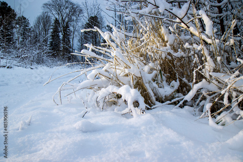 Wallpaper Mural Winter landscape. Dry grass covered with snow. Torontodigital.ca