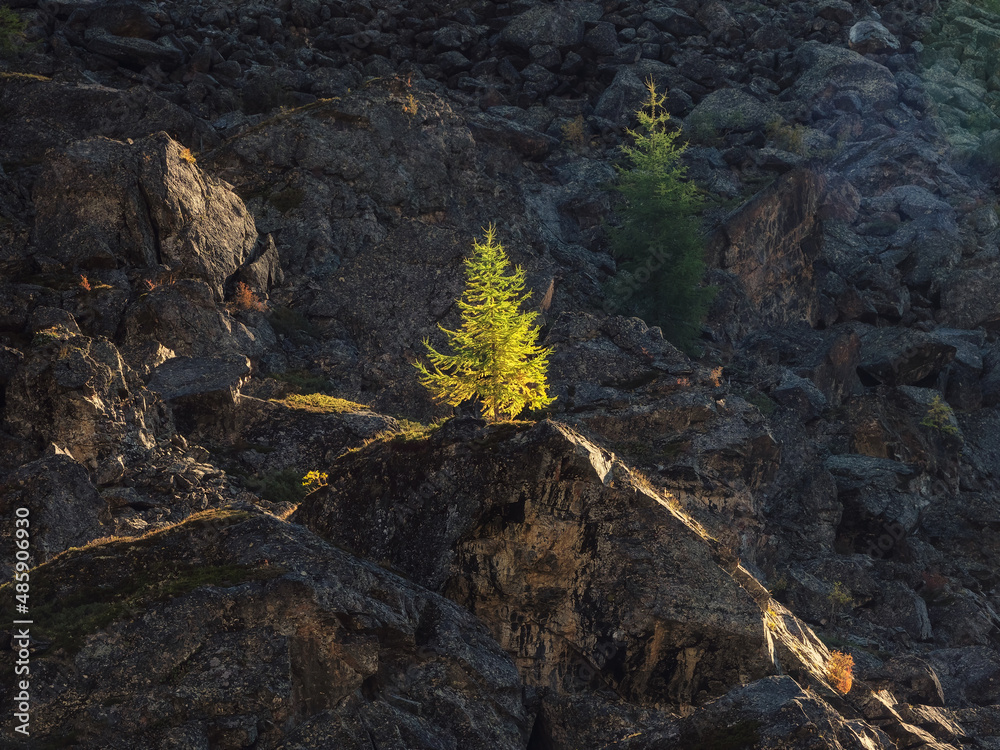 Lonely fir tree grows on stones against background of mountains at sunset. Fir grows on the rocks in the wonderful evening light.