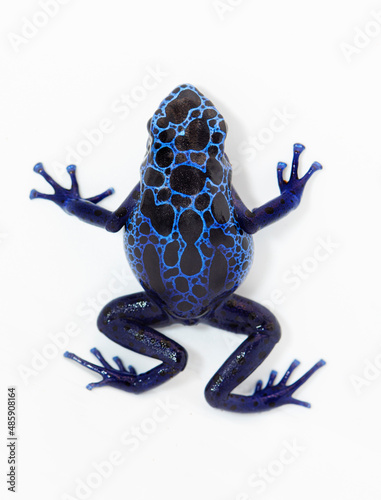 dendrobates azureus blue dart frog  photo
