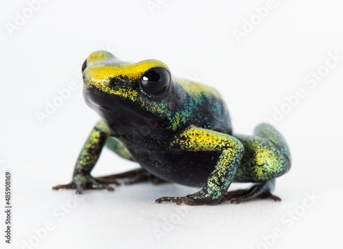 Terribilis dendrobates frog