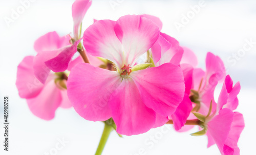 Pink geranium flower on white background.