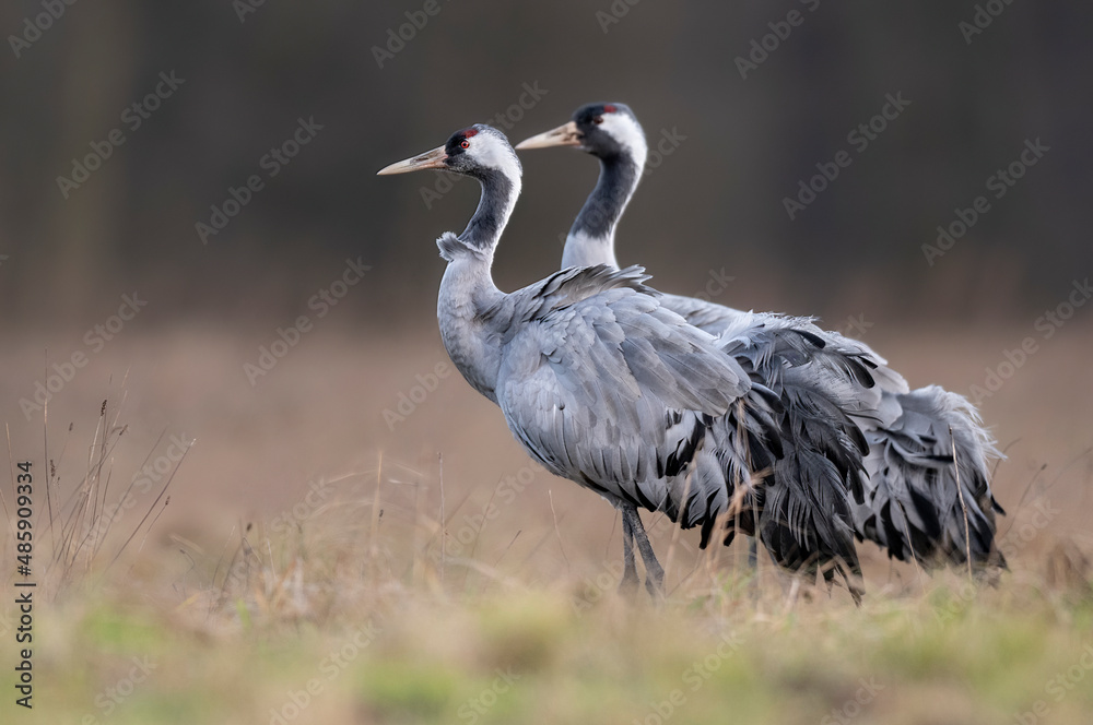 Fototapeta premium common crane bird ( Grus grus )