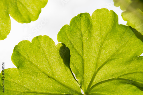 green leaf geranium plant