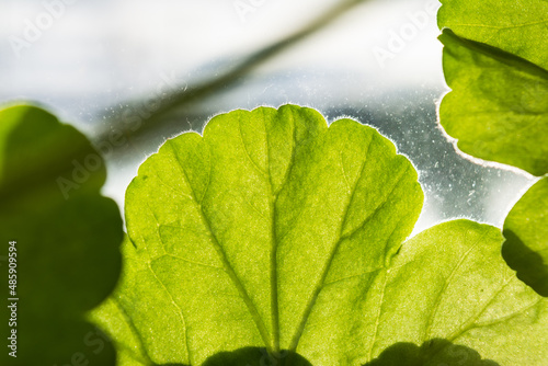 close up of green leaf