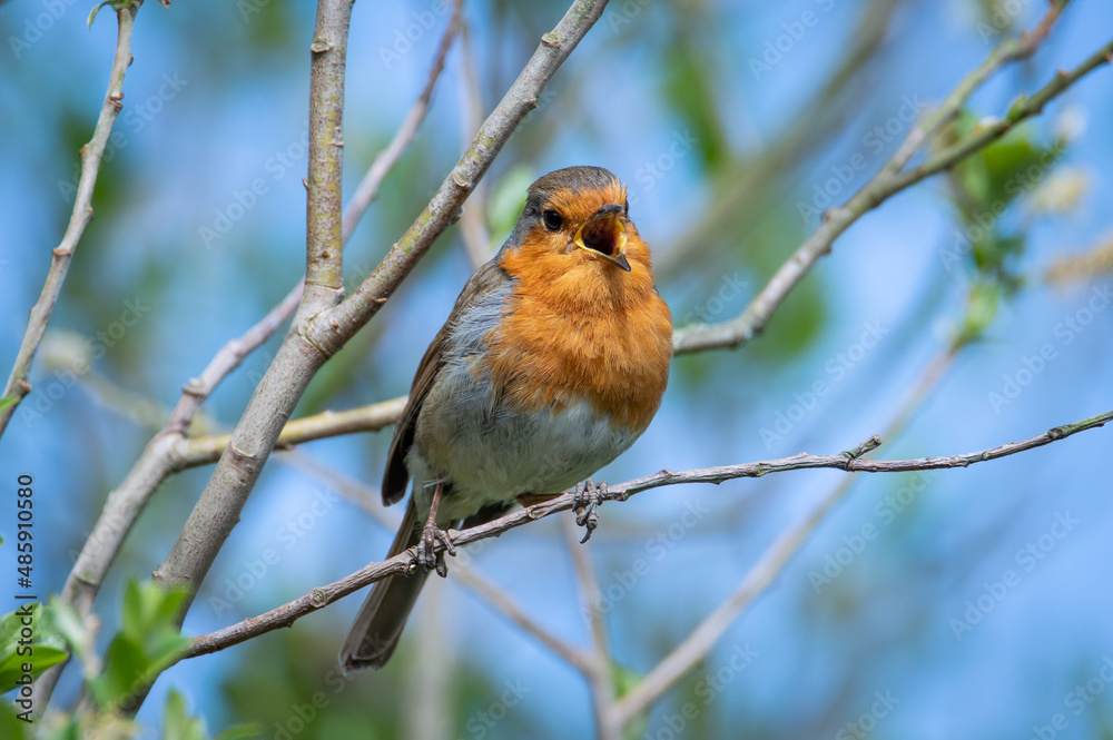 Robin in a tree singing Robin in a tree singing