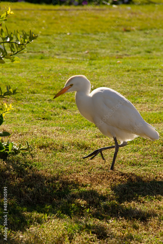 Fototapeta premium natural background white egyptian heron close-up
