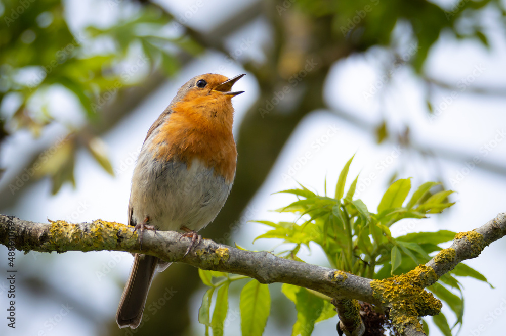 Robin on a branch singing Robin on a branch singing