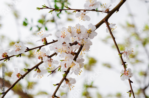 White cherries tree flowers in spring
