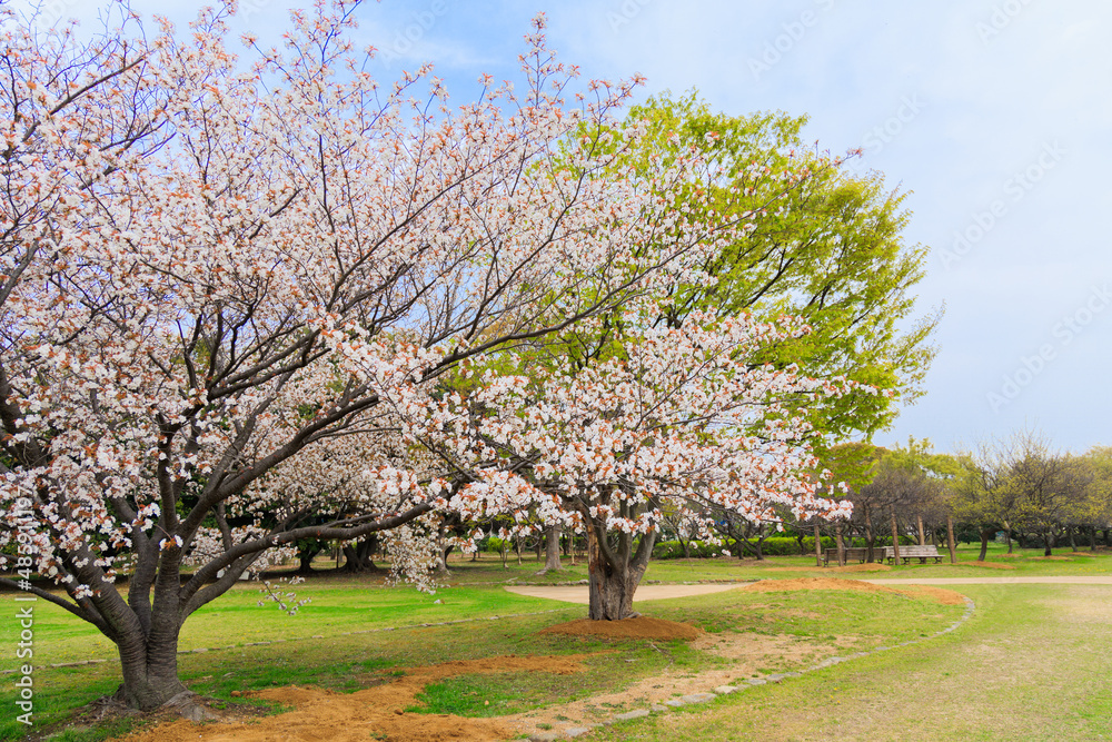 新春、桜が咲く公園