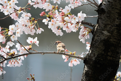 桜の木に止まるスズメ