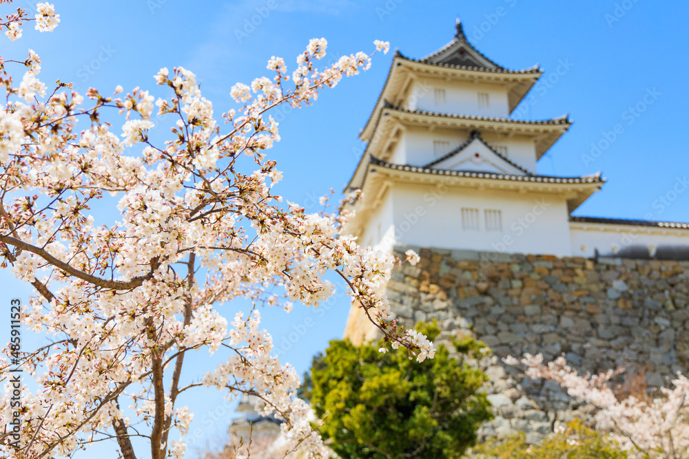 新春の桜と明石城
