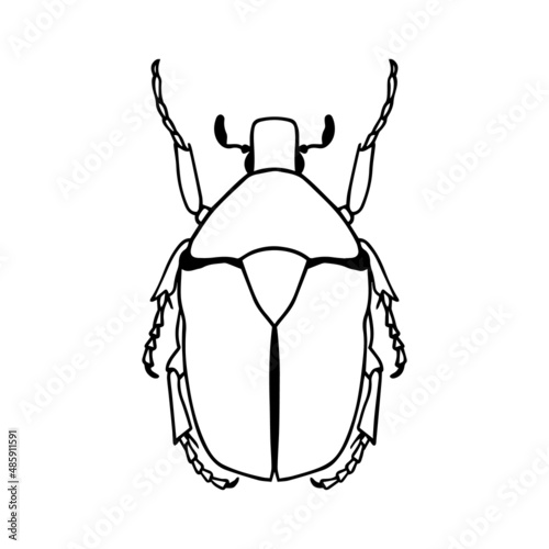 Isolated contour drawing of a beetle on a white background. Doodle style. A design element.