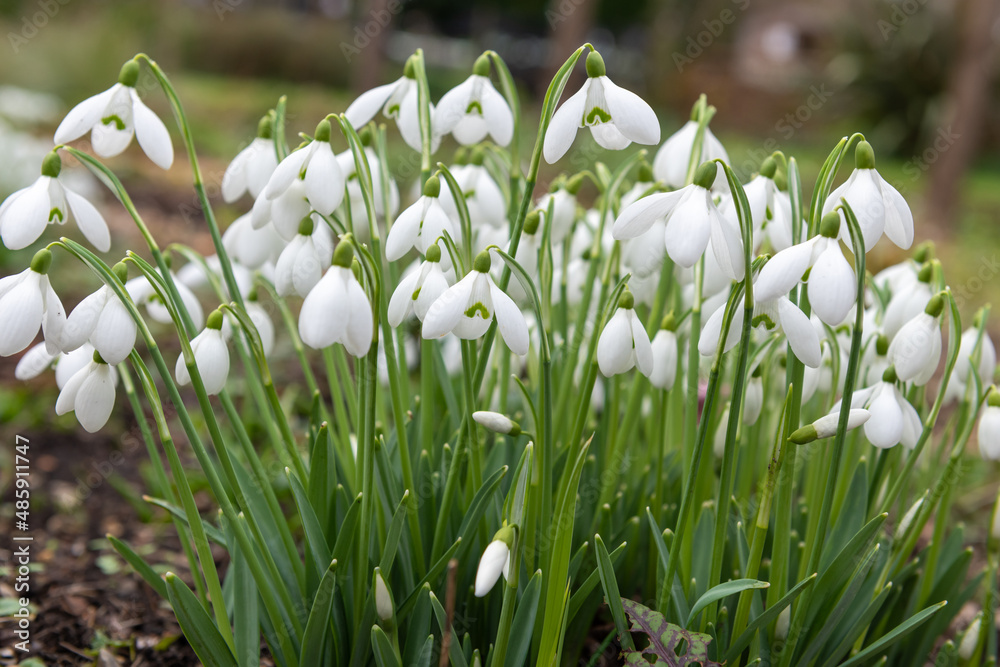 Common snowdrops (galanthus nivalis) in bloom Common snowdrops (galanthus nivalis) in bloom