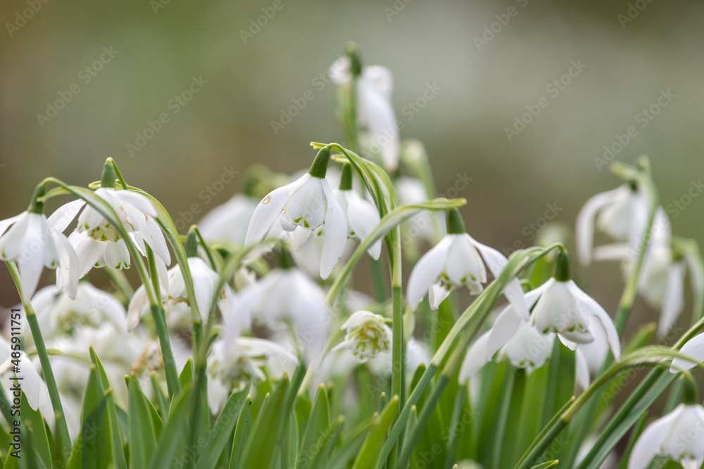 Common snowdrops (galanthus nivalis) in bloom Common snowdrops (galanthus nivalis) in bloom