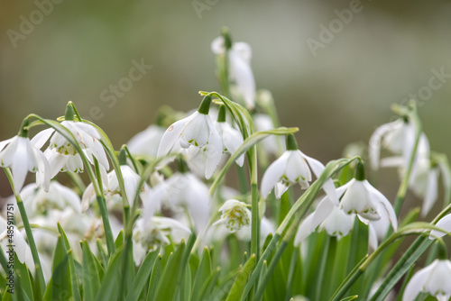 Common snowdrops (galanthus nivalis) in bloom © tom