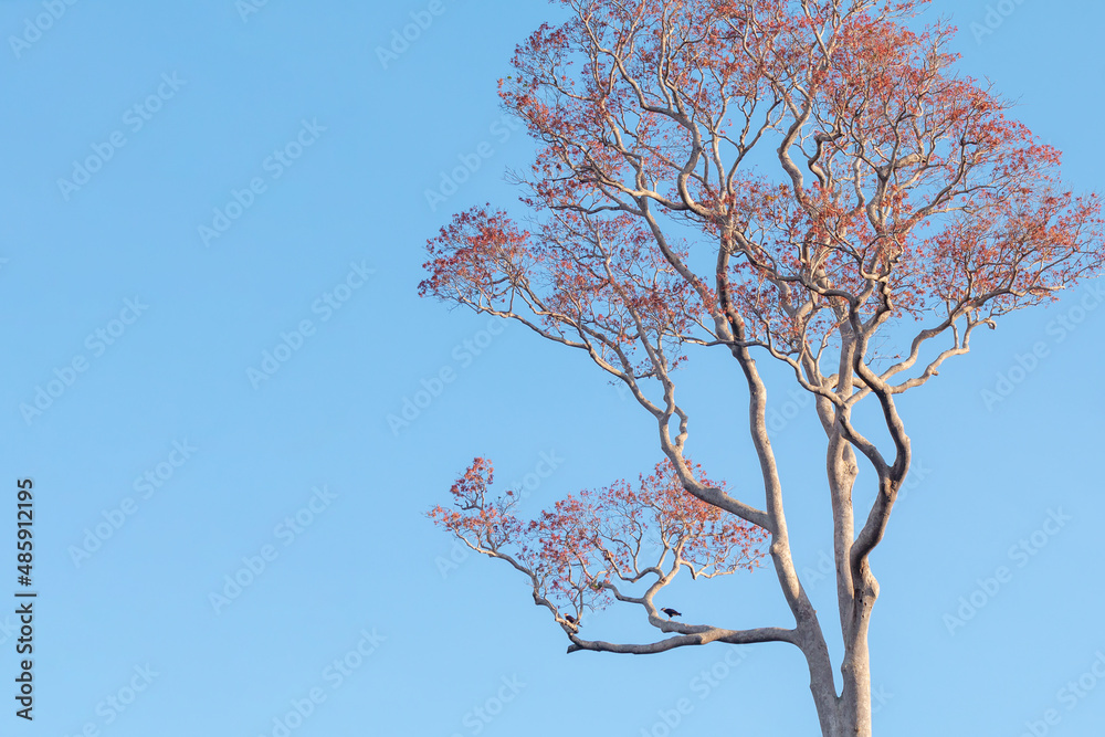 A red tree with two Crested Caracaras