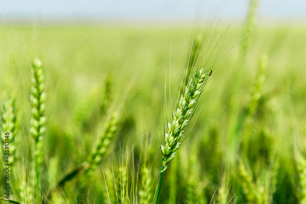 Close up of ripe wheat ears against beautiful sky with clouds. Close up of ripe wheat ears against beautiful sky with clouds.