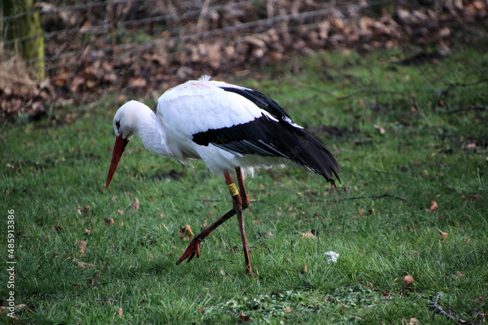 Fototapeta premium A close up of a White Stork