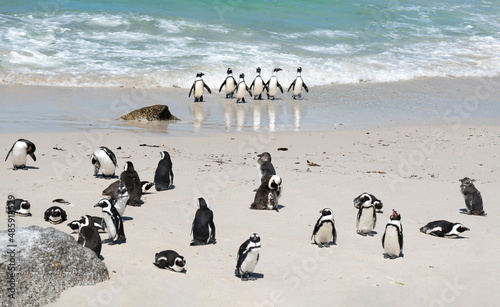 Group of penguins land on shore at Boulders Beach, South Africa.