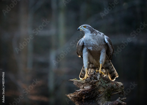 . Goshawk with killed Common Pheasant on the moss in green forest, wildlife scene from nature