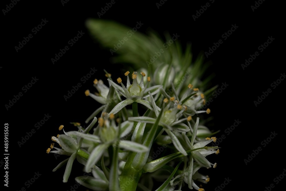 Flower of a maritime squill, Drimia maritima, a medial plant from the Mediterranean region Flower of a maritime squill, Drimia maritima, a medial plant from the Mediterranean region