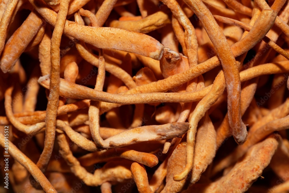 Macro photo of caterpillar fungi, Ophiocordyceps sinensis Macro photo of caterpillar fungi, Ophiocordyceps sinensis