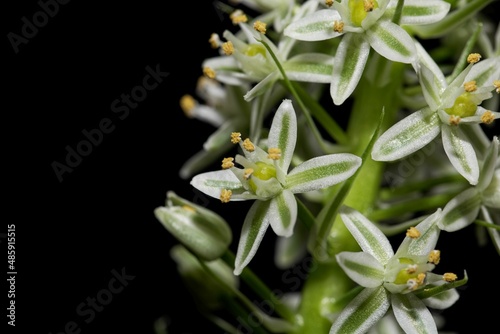 Flower of a maritime squill, Drimia maritima, a medial plant from the Mediterranean region