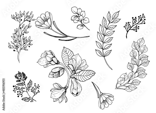 Set of forest branches, grass leaves in a linear style. Magnolia flowers. Art line. Elegant decorative beauty illustration for hand drawn floral design. Vector illustration.