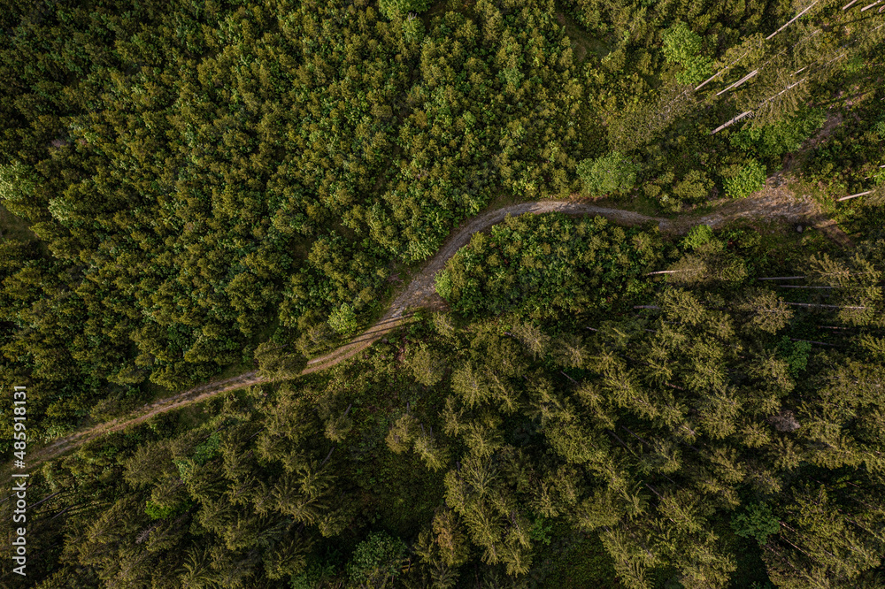 Wald im Sommergrün Wald im Sommergrün