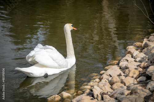 swans on the lake