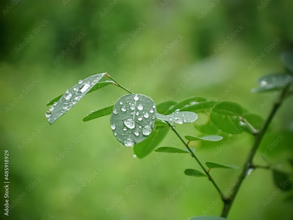 Obraz premium white flower with dew drops