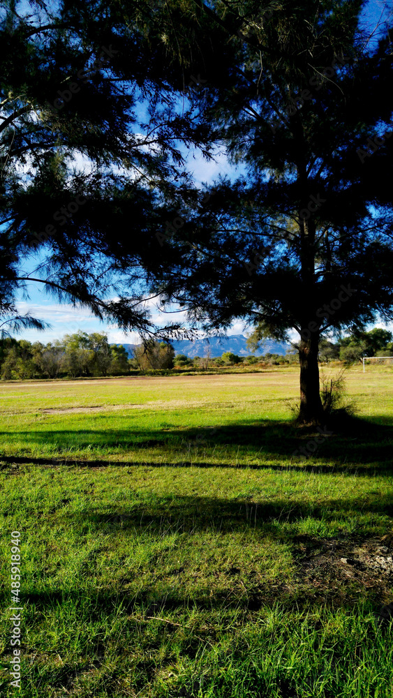 Fototapeta premium sunset in the forest