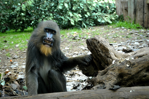 baboon sitting in the tree