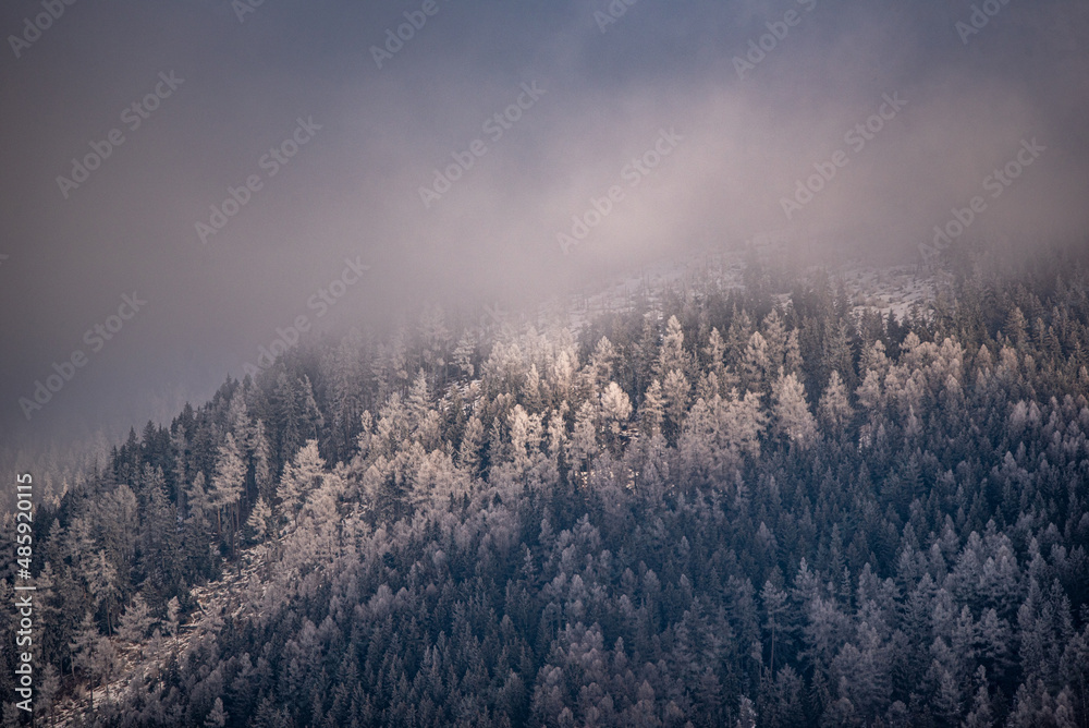 fog in the mountains, winter, snow covered trees in winter